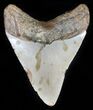 Megalodon Tooth - North Carolina #59122-1